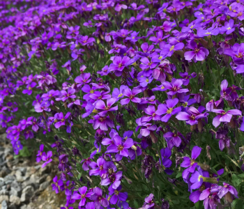 Обриета изящная Cascade Purple