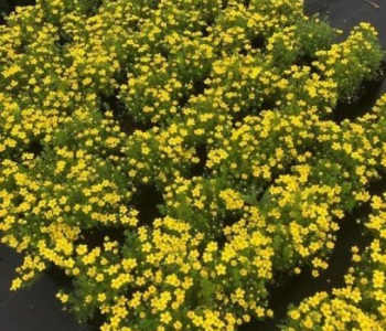 Лапчатка кустарниковая Hendlin Bella Lindsey