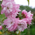 Вишня железистая Rosea Plena