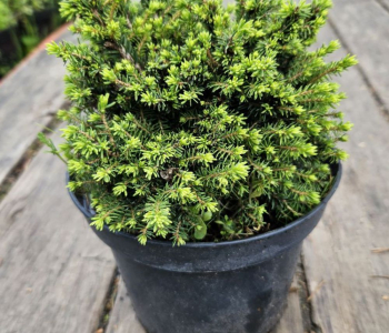 Ель обыкновенная Little Gem