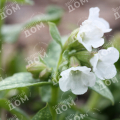 Медуница лекарственная Sissinghurst White