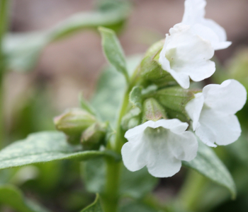 Медуница лекарственная Sissinghurst White