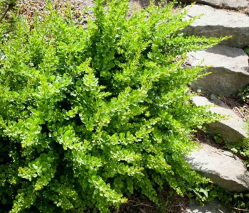 Барбарис Тунберга Green Carpet