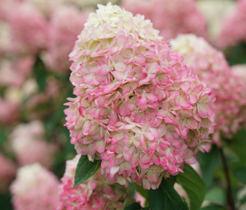 Гортензия метельчатая Limelight Prime