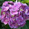 Гортензия крупнолистная Endless Summer Love lila