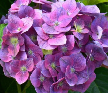Гортензия крупнолистная Endless Summer Love lila