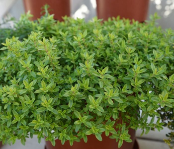 Тимьян лимоннопахнущий Goldy