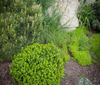 Туя восточная Aurea Nana