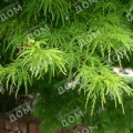 Клен веерный Dissectum Viride