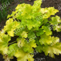 Гейхера Lemon Love