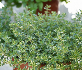 Тимьян лимоннопахнущий Mystic Lemon