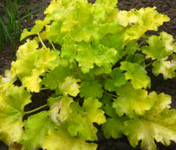 Гейхера Lemon Love