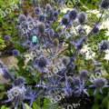 Синеголовник плосколистный Blue Glitter