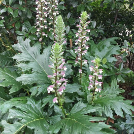 Акант мягкий Latifolius