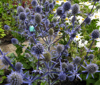 Синеголовник плосколистный Blue Glitter