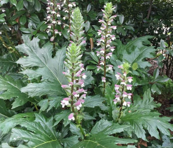 Акант мягкий Latifolius