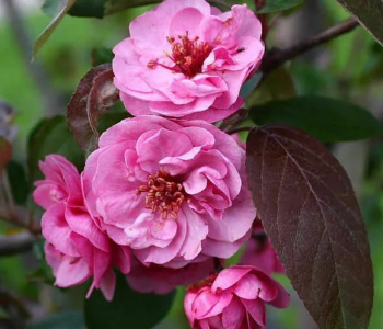 Яблоня Scarlet Brandywine