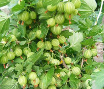 Крыжовник Уральский изумруд