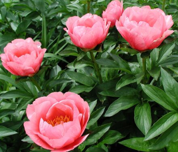 Пион молочноцветковый Lovely Rose