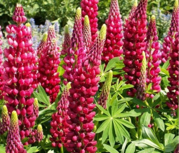 Люпин многолистный My Castle