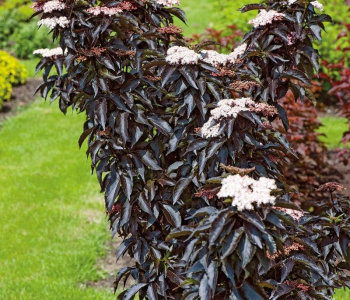 Бузина черная Black Tower