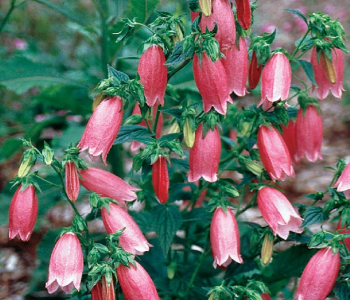 Колокольчик точечный Red