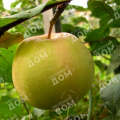 Яблоня плодовая Желтое Ароматное