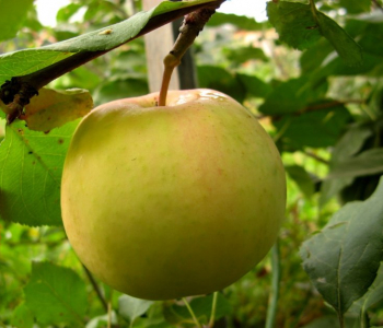 Яблоня плодовая Желтое Ароматное