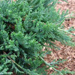 Можжевельник казацкий Glauca