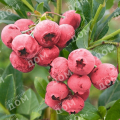 Голубика садовая Pink Blue Berry
