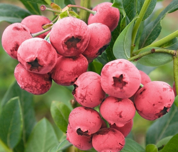 Голубика садовая Pink Blue Berry