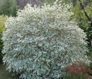 Дерен белый Sibirica Variegata