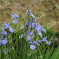 Ирис сибирский Perry's Blue