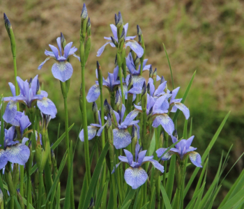Ирис сибирский Perry's Blue