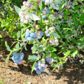 Голубика садовая Elisabeth