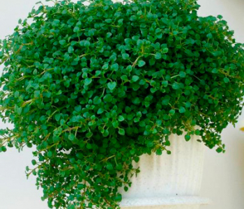 Мята почвопокровная Mini Mint