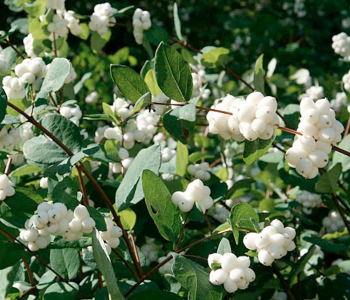 Снежноягодник Доренбоза White Hedge