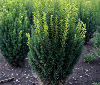 Тис средний Rising Star