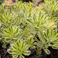 Очиток Миддендорфа Variegata