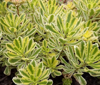 Очиток Миддендорфа Variegata