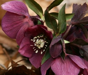 Морозник восточный Pretty Ellen Purple