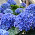 Гортензия крупнолистная Eclips Blue