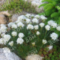 Армерия приморская Morning Star White