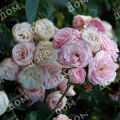 Роза кустовая Bouquet Parfait
