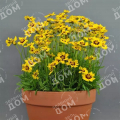 Кореопсис крупноцветковый Sun Kiss