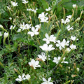 Гвоздика травянка Albus