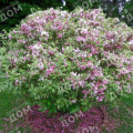 Вейгела Nana Variegata