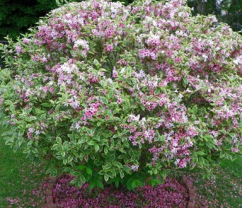 Вейгела Nana Variegata