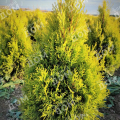 Туя западная Sunny Smaragd