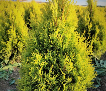 Туя западная Sunny Smaragd